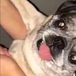 Meet your Posher, Oscar